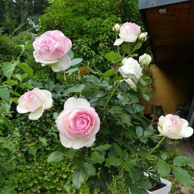 Tige EDEN ROSE 85 ®' - FamousRoses.eu - Famous Roses
