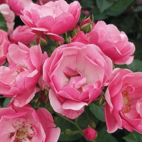 ANGELA ®' - Trandafir cu flori grupate (floribunda) creat in Germania de Kordes - Famous Roses