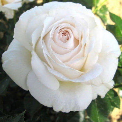 ELVIS ® - Butasi trandafiri de gradina - trandafir cu flori mari ( teahibrid )