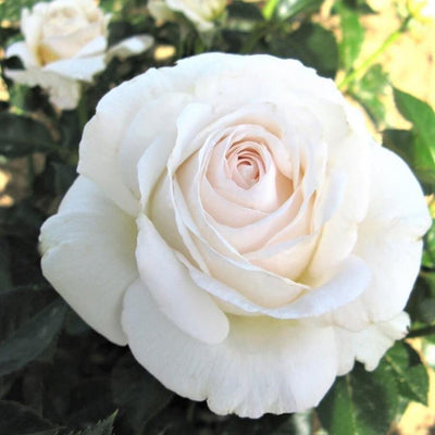 ELVIS ® - Butasi trandafiri de gradina - trandafir cu flori mari ( teahibrid )