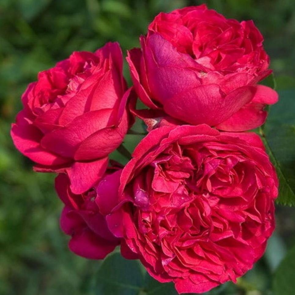 ERIC TABARLY  (EDEN ROSE ROSU) ® - Butasi trandafiri de gradina - Trandafir urcator / catarator creat in Franta de Meilland Richardier
