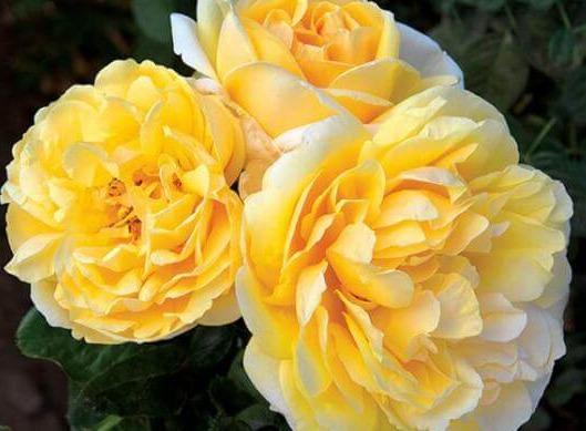 MICHELANGELO ®' - FamousRoses.eu - Famous Roses