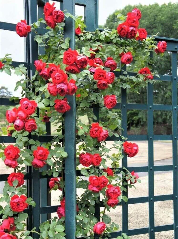 FLORENTINA ® - Butasi trandafiri de gradina - Trandafir urcator / catarator creat in Germania de Kordes