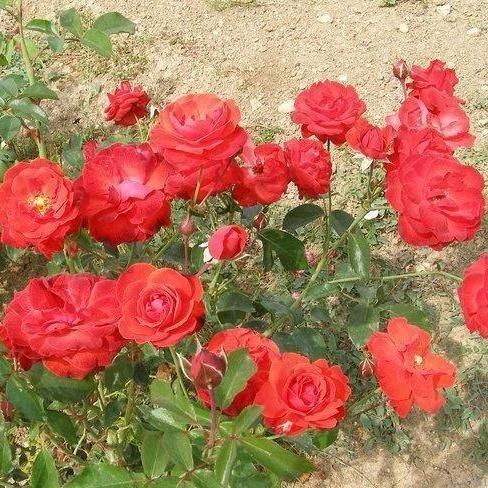 FOC DE TABARA ® - Butasi trandafiri de gradina - FamousRoses.eu