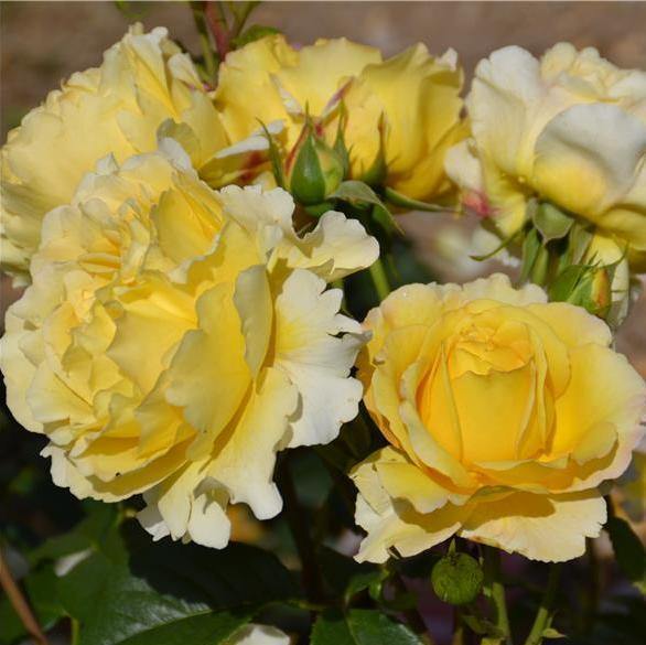 FRANCE INFO ® - Butasi trandafiri de gradina - Trandafir cu flori grupate (floribunda) creat in Franta de Delbard