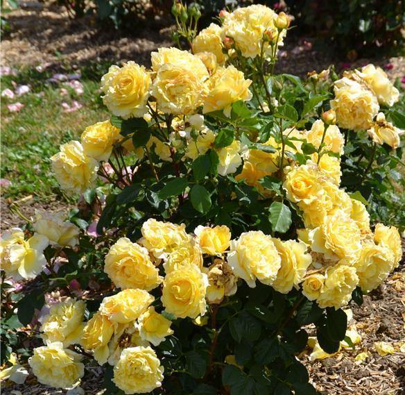 FRANCE INFO ® - Butasi trandafiri de gradina - Trandafir cu flori grupate (floribunda) creat in Franta de Delbard