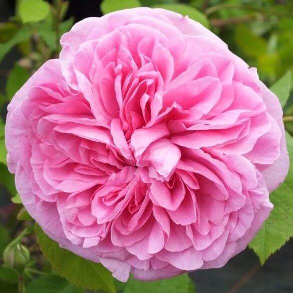 Gertrude Jekyll ®' - Trandafir cu flori grupate (floribunda) creat in Anglia de David Austin - Famous Roses