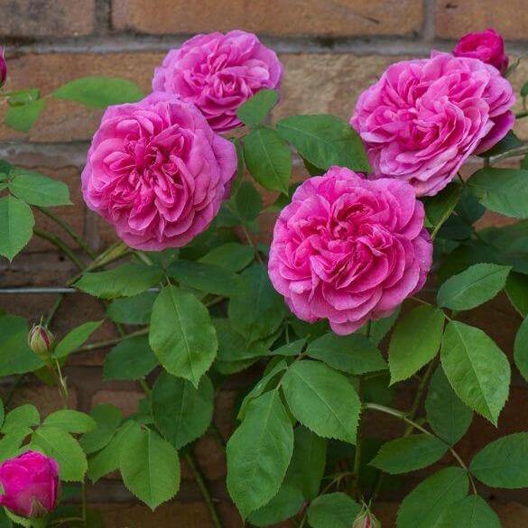 Gertrude Jekyll ®' - Trandafir cu flori grupate (floribunda) creat in Anglia de David Austin - Famous Roses