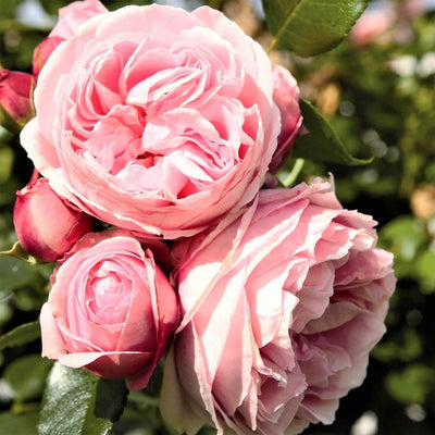 GIARDINA ® - Butasi trandafiri de gradina - Trandafir urcator / catarator creat in Germania de Tantau