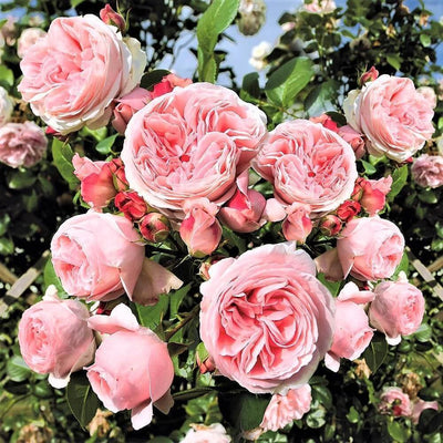 GIARDINA ® - Butasi trandafiri de gradina - Trandafir urcator / catarator creat in Germania de Tantau
