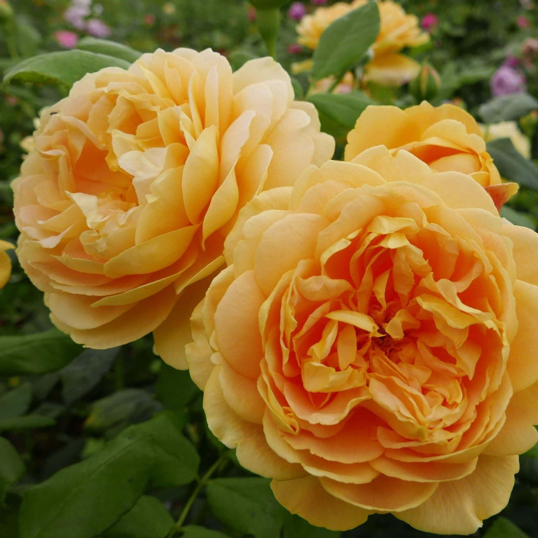 GOLDEN CELEBRATION ®' - Trandafir cu flori grupate (floribunda) creat in Anglia de David Austin - Famous Roses