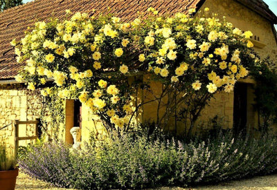 GOLDEN SHOWERS ®' - Trandafir urcator / catarator - Famous Roses