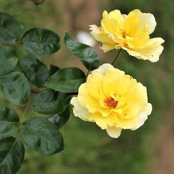 GOLDEN SHOWERS ®' - Trandafir urcator / catarator - Famous Roses