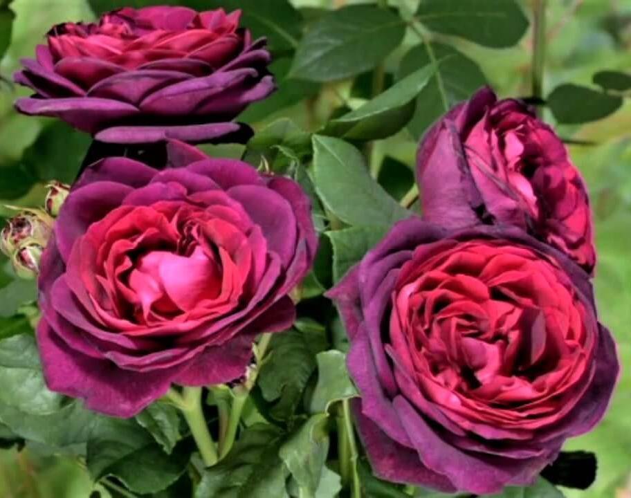 GRAFIN VON HARDENBERG (BLACK CAVIAR) ® - Butasi trandafiri de gradina - Trandafir teahibrid creat in Germania de Tantau