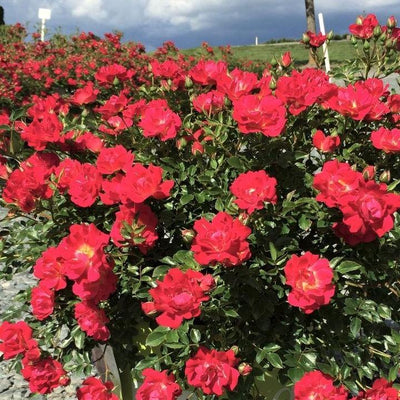 LITTLE GRANADA ®' - Trandafiri cu flori grupate (floribunda) - Famous Roses