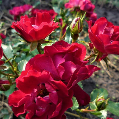 LITTLE GRANADA ®' - Trandafiri cu flori grupate (floribunda) - Famous Roses