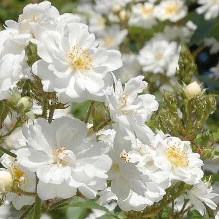 GUIRLANDE D'AMOUR ®' - Trandafir urcator / catarator - Famous Roses