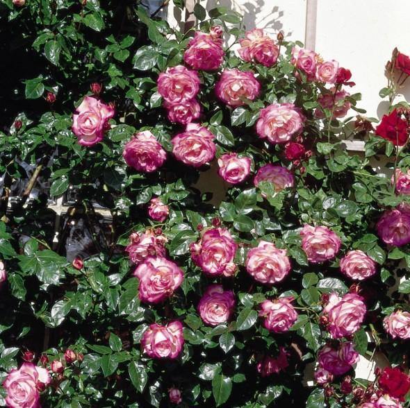 HARLEKIN (KISS OF DESIRE) ® - Butasi trandafiri de gradina - Trandafir urcator / catarator creat in Germania de Kordes