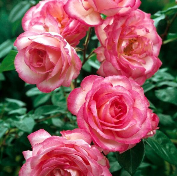 HARLEKIN (KISS OF DESIRE) ® - Butasi trandafiri de gradina - Trandafir urcator / catarator creat in Germania de Kordes