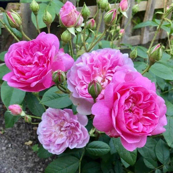 HARLOW CARR ®' - Trandafir cu flori grupate (floribunda) creat in Anglia de David Austin - Famous Roses