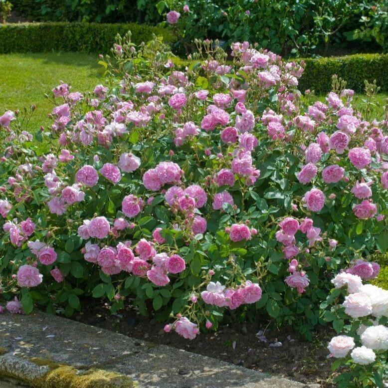HARLOW CARR ®' - Trandafir cu flori grupate (floribunda) creat in Anglia de David Austin - Famous Roses