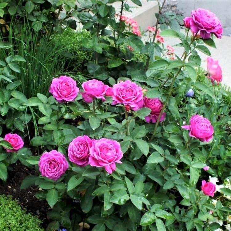HEIDI KLUM ® - Butasi trandafiri de gradina - Trandafir floribunda creat in Germania de Tantau