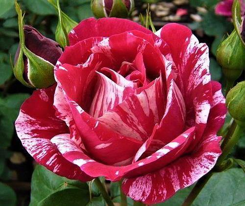 HENRI MATISSE ® - Butasi trandafiri de gradina - Trandafir teahibrid creat in Franta de Delbard