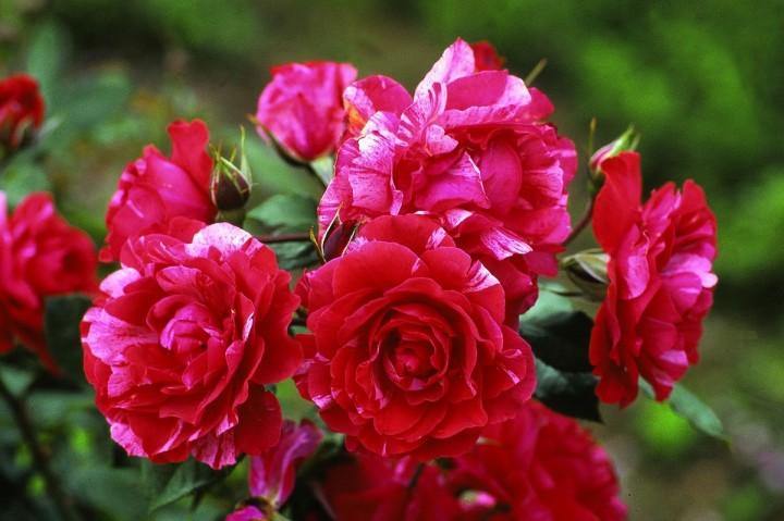 HENRI MATISSE ® - Butasi trandafiri de gradina - Trandafir teahibrid creat in Franta de Delbard