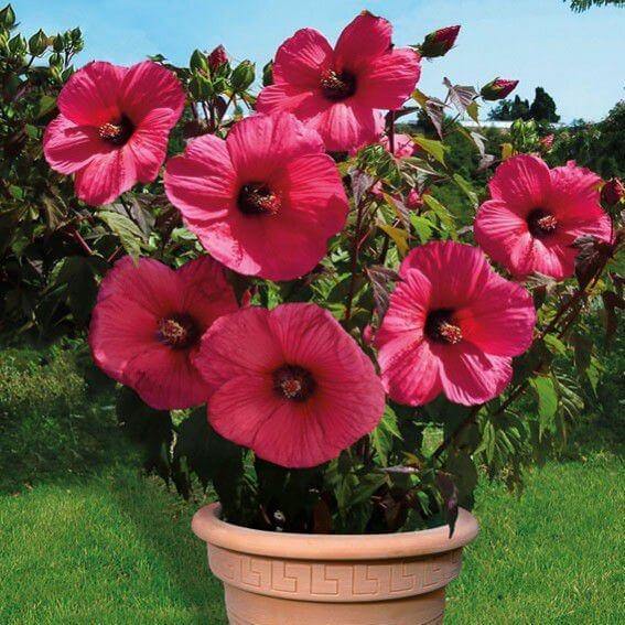 Hibiscus moscheutos : GRIOTTE TANGRI - FamousRoses.eu - Famous Roses