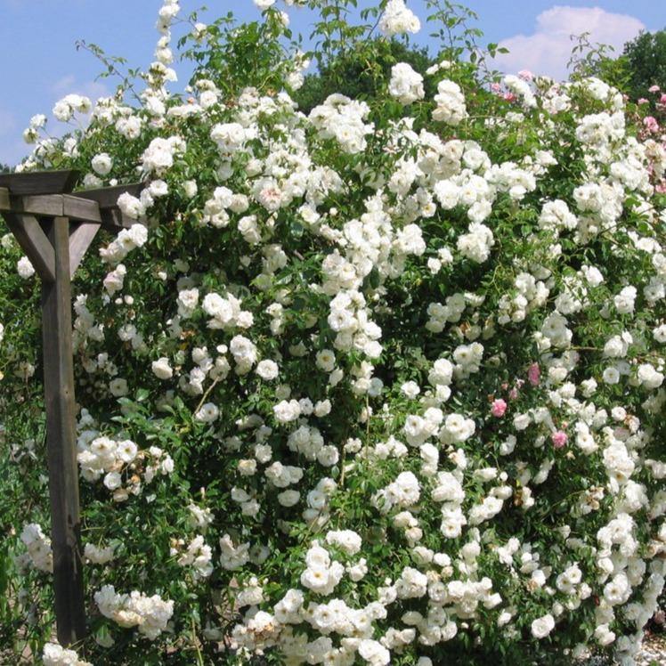 CLIMBING ICEBERG ®' - Trandafir urcator / catarator creat in Germania de Kordes - Famous Roses