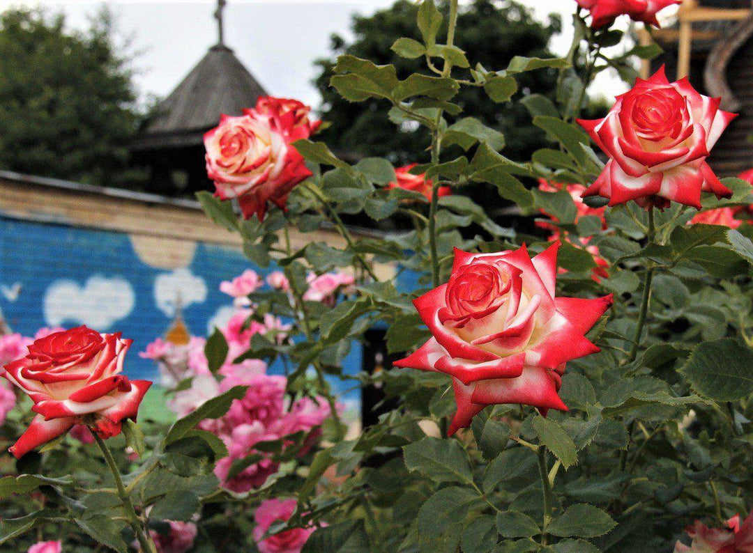 IMPERATRICE FARAH ® - Butasi trandafiri de gradina - Trandafir teahibrid creat in Franta de Delbard