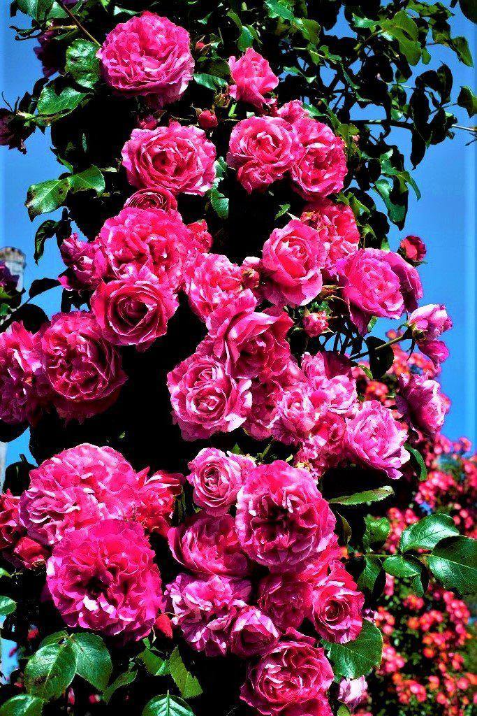 INES SASTRE ® - Butasi trandafiri de gradina - Trandafir urcator / catarator creat in Franta de Meilland Richardier