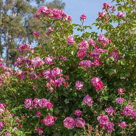 INES SASTRE ® - Butasi trandafiri de gradina - Trandafir urcator / catarator creat in Franta de Meilland Richardier