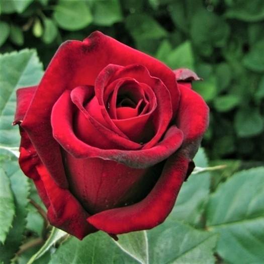 INGRID BERGMAN ® - Butasi trandafiri de gradina - FamousRoses.eu