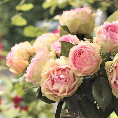 JALITAH ® - Butasi trandafiri de gradina - FamousRoses.eu