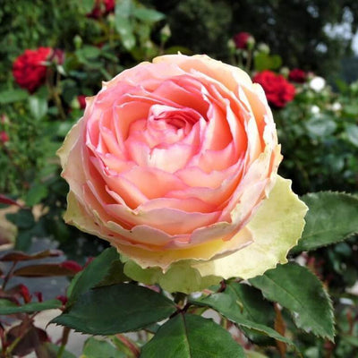 JALITAH ® - Butasi trandafiri de gradina - FamousRoses.eu