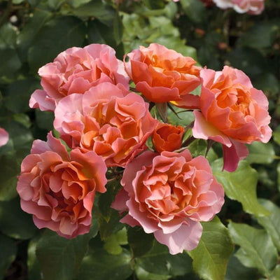 JEAN COCTEAU ®' - Trandafir cu flori grupate (floribunda) creat in Franta de Meilland Richardier - Famous Roses