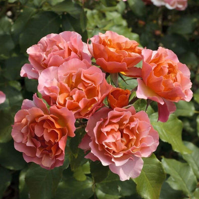 JEAN COCTEAU ®' - Trandafir cu flori grupate (floribunda) creat in Franta de Meilland Richardier - Famous Roses