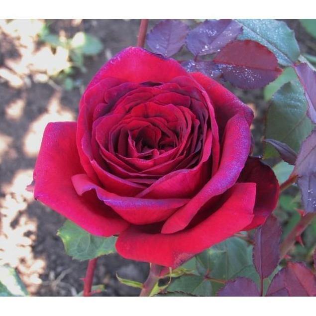 JUBILE PAPA MEILLAND ® - Butasi trandafiri de gradina - Trandafir teahibrid creat in Franta de Meilland Richardier