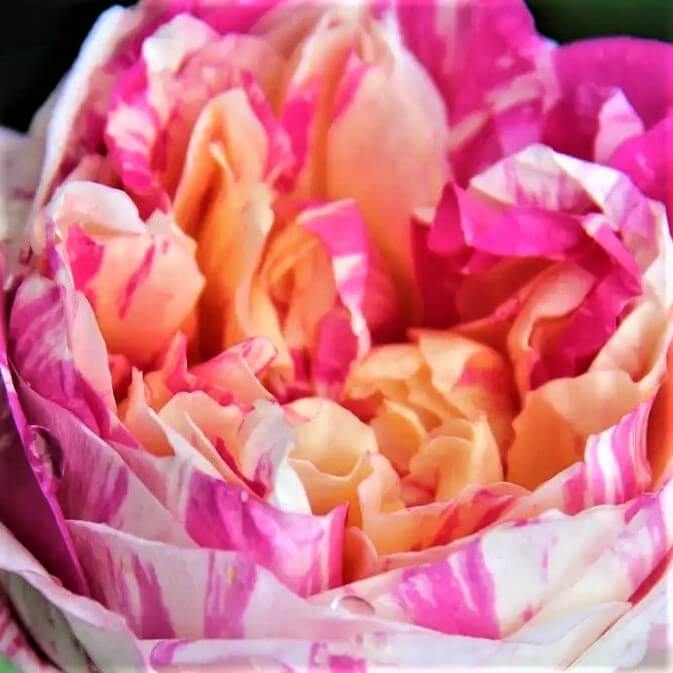 JULIE ANDRIEU ® - Butasi trandafiri de gradina - Trandafir urcator / catarator creat in Franta de Delbard