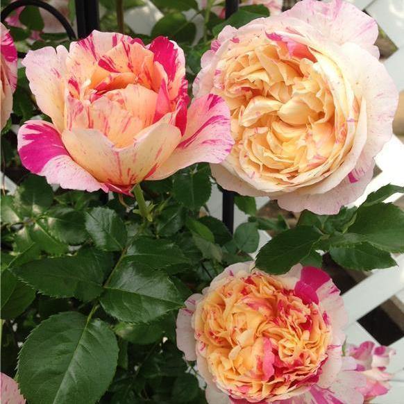 JULIE ANDRIEU ® - Butasi trandafiri de gradina - Trandafir urcator / catarator creat in Franta de Delbard