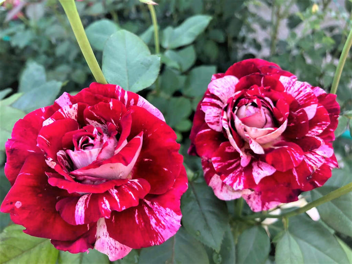 JULIO IGLESIAS ® - Butasi trandafiri de gradina - Trandafir teahibrid creat in Franta de Meilland Richardier