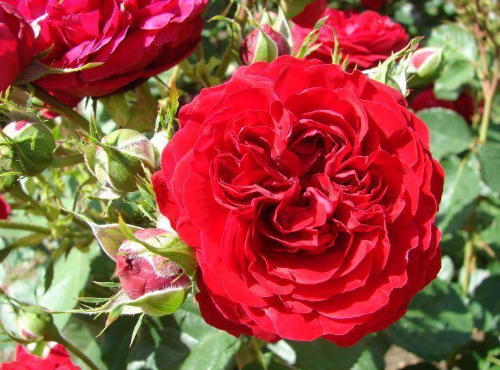 KRONBORG ® - Butasi trandafiri de gradina - FamousRoses.eu