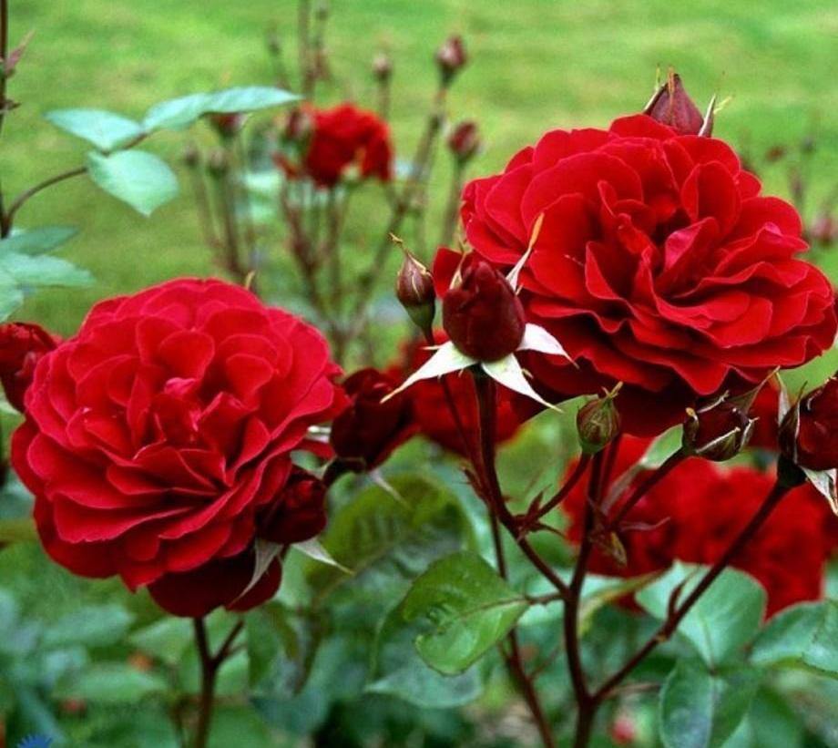 KRONBORG ® - Butasi trandafiri de gradina - FamousRoses.eu