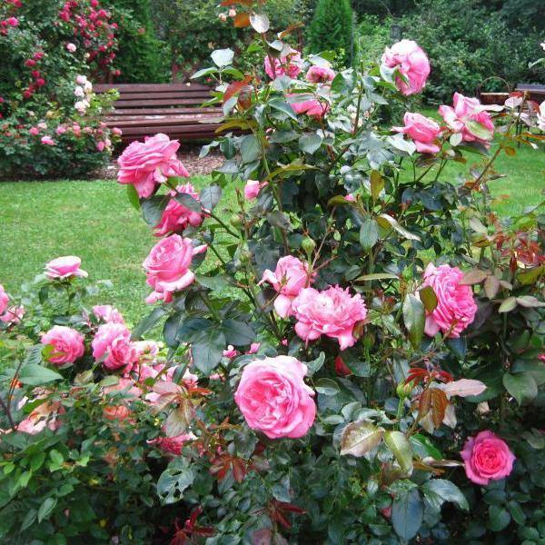 LA ROSE DE MOLINARD ® - Butasi trandafiri de gradina - FamousRoses.eu