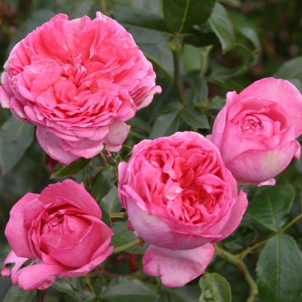 LA ROSE DE MOLINARD ® - Butasi trandafiri de gradina - FamousRoses.eu