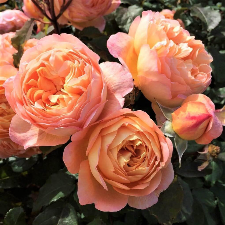 LADY EMMA HAMILTON ® - Butasi trandafiri de gradina - Trandafir cu flori grupate creat in Anglia de David Austin