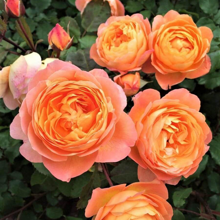 LADY EMMA HAMILTON ® - Butasi trandafiri de gradina - Trandafir cu flori grupate creat in Anglia de David Austin