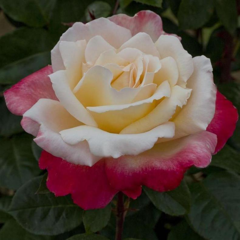 LAETITIA CASTA ® - Butasi trandafiri de gradina - Trandafir teahibrid creat in Franta de Meilland Richardier