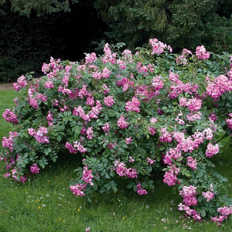 LAVENDER DREAM ®' - Trandafiri cu flori grupate (floribunda) - Famous Roses